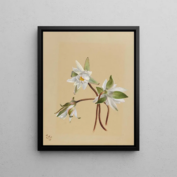 Mary Vaux Walcott - Water Lilies Castalia odorata.webp