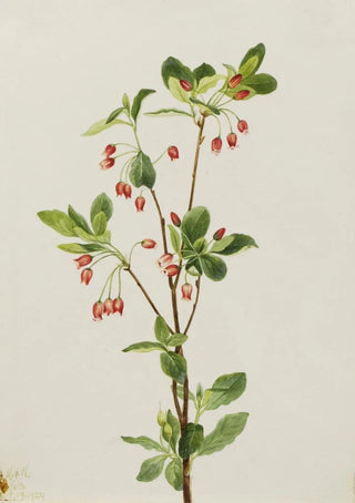 Mary Vaux Walcott - Western Menziesia Menziesia glabella.webp