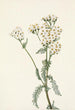 Achillée lanulosa - Mary Vaux Walcott — Ansicht des Kunstwerks