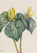 Blumen der Nachtigall - Mary Vaux Walcott — Ansicht des Kunstwerks