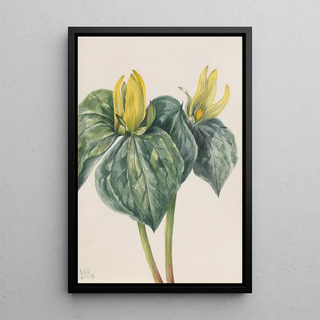 Mary Vaux Walcott - Whippoorwill Flower Trillium hugeri.webp