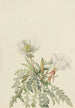 Rose de l'aube blanche - Mary Vaux Walcott — Ansicht des Kunstwerks