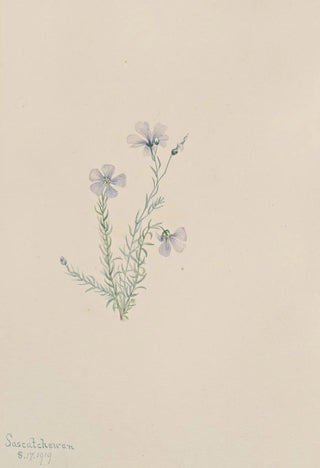 Mary Vaux Walcott - Wild Flax Linum lewisii.webp