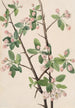 Pommier sauvage Malus coronaria - Mary Vaux Walcott — Ansicht des Kunstwerks