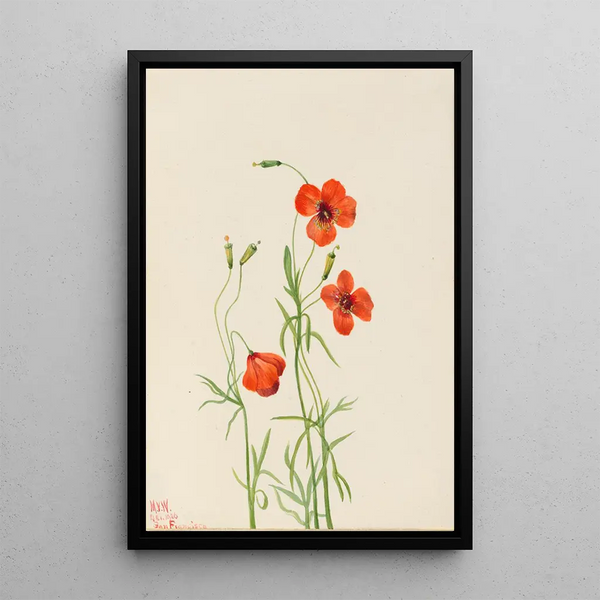 Mary Vaux Walcott - Wind Poppy Stylomecon heterophylla.webp