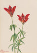 Lis des bois Lilium philadelphicum - Mary Vaux Walcott — Ansicht des Kunstwerks