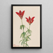 Lis des bois Lilium philadelphicum - Mary Vaux Walcott — gerahmtes Bild an der Wand