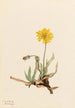 Agoséris laineuse Agoseris villosa - Mary Vaux Walcott — Ansicht des Kunstwerks