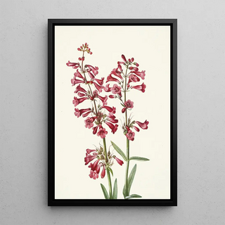 Mary Vaux Walcott - Wright Pentstemon Pentstemon wrightii.webp