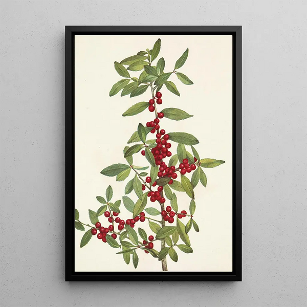 Mary Vaux Walcott - Yaupon Ilex vomitoria.webp