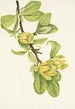 Magnolia cordé Magnolia cordata - Mary Vaux Walcott — Ansicht des Kunstwerks