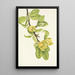 Magnolia cordé Magnolia cordata - Mary Vaux Walcott — gerahmtes Bild an der Wand