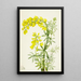 Lupin gelb Lupinis arboreus - Mary Vaux Walcott — gerahmtes Bild an der Wand