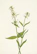 Pénstémon jaune Pentstemon confertus - Mary Vaux Walcott — Ansicht des Kunstwerks