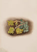 Orpin jaune Sedum stenopetalum - Mary Vaux Walcott — Ansicht des Kunstwerks