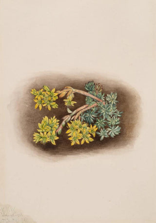 Mary Vaux Walcott - Yellow Stonecrop Sedum stenopetalum.webp