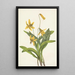 Érythrone jaune Erythronium americanum - Mary Vaux Walcott — gerahmtes Bild an der Wand