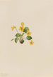 Violette jaune Viola orbiculata - Mary Vaux Walcott — Ansicht des Kunstwerks