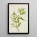 Epilobe jaune Epilobium lutem - Mary Vaux Walcott — gerahmtes Bild an der Wand