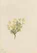 Herbe de saule jaune - Mary Vaux Walcott — Ansicht des Kunstwerks
