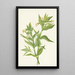 Epilobe jaune Epilobium lutem - Mary Vaux Walcott — gerahmtes Bild an der Wand