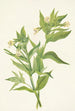 Epilobe jaune Epilobium lutem - Mary Vaux Walcott — Ansicht des Kunstwerks