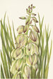 Yucca Yucca baileyi - Mary Vaux Walcott — Ansicht des Kunstwerks