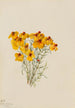 Zinnia Zinnia grandiflora - Mary Vaux Walcott — Ansicht des Kunstwerks