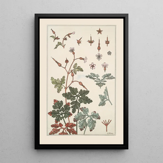 Maurice Pillard Verneuil - Geranium sauvage.webp