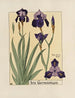 Iris germanique - Maurice Pillard Verneuil — Ansicht des Kunstwerks