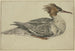 Ente liegend mit brauner Haube, rotem Schnabel und Federn - Melchior d'Hondecoeter — Ansicht des Kunstwerks