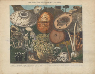 Michel Etienne Descourtilz - Atlas  Des champignons comestibles suspects et vnneux Pl02.webp