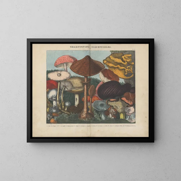Atlas der verdächtigen und giftigen essbaren Pilze Pl03 - Michel Étienne Descourtilz — gerahmtes Bild an der Wand