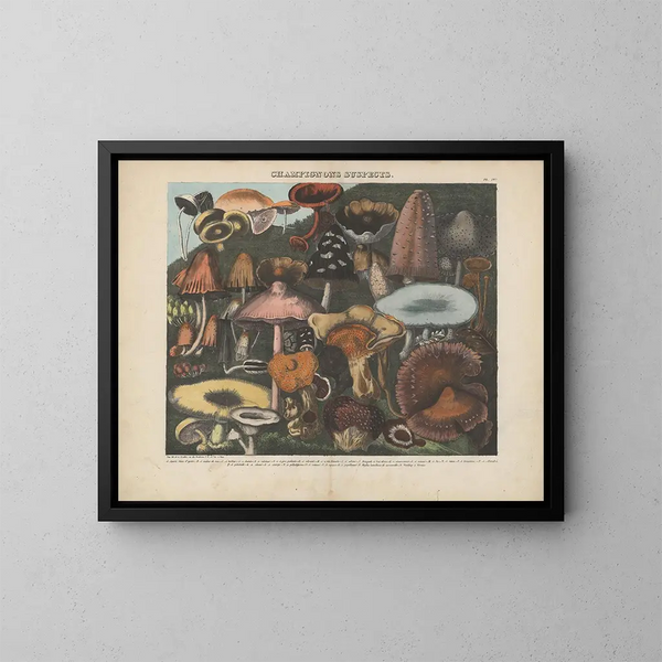 Atlas der verdächtigen und giftigen essbaren Pilze Pl04 - Michel Étienne Descourtilz — gerahmtes Bild an der Wand