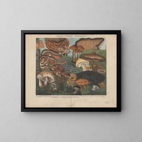 Atlas der essbaren und giftigen Pilzgemälde Pl05 - Michel Étienne Descourtilz — gerahmtes Bild an der Wand