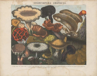 Michel Etienne Descourtilz - Atlas  Des champignons comestibles suspects et vnneux Pl06.webp