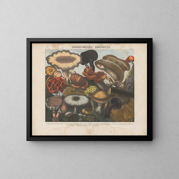 Atlas der essbaren und giftigen Pilzgemälde Pl06 - Michel Étienne Descourtilz — gerahmtes Bild an der Wand