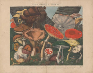 Michel Etienne Descourtilz - Atlas  Des champignons comestibles suspects et vnneux Pl07.webp