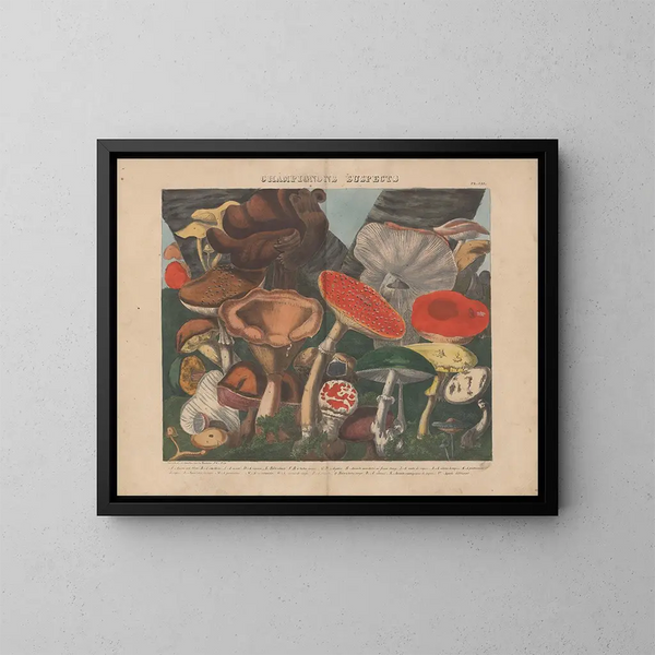 Atlas der essbaren und giftigen Pilzarten Verdacht Pl07 - Michel Étienne Descourtilz — gerahmtes Bild an der Wand