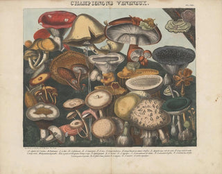 Michel Etienne Descourtilz - Atlas  Des champignons comestibles suspects et vnneux Pl08.webp