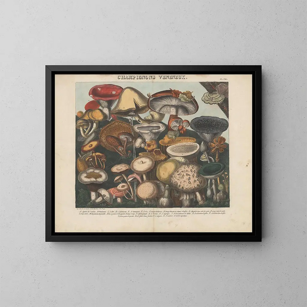 Atlas der verdächtigen und giftigen essbaren Pilze Pl08 - Michel Étienne Descourtilz — gerahmtes Bild an der Wand