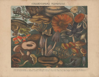 Michel Etienne Descourtilz - Atlas  Des champignons comestibles suspects et vnneux Pl09.webp
