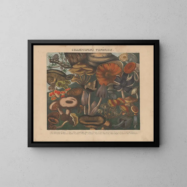 Atlas der essbaren, verdächtigen und giftigen Pilze Pl09 - Michel Étienne Descourtilz — gerahmtes Bild an der Wand