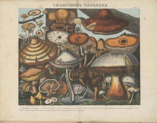 Michel Etienne Descourtilz - Atlas  Des champignons comestibles suspects et vnneux Pl10.webp