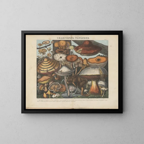 Atlas der verdächtigen und giftigen essbaren Pilze Gemälde Pl10 - Michel Étienne Descourtilz — gerahmtes Bild an der Wand