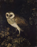 Eine Eule - Moses Haughton — Ansicht des Kunstwerks