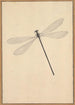 Eine Libelle - Nicolaas Struyk — Ansicht des Kunstwerks
