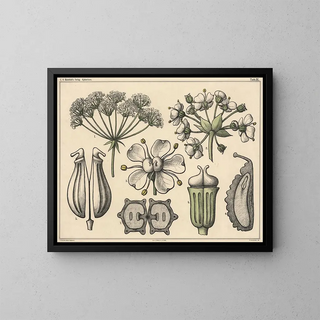 Niels Skovgaard - Umbels.webp