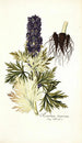 Aconitum tauricum - Nikolaus Joseph Freiherr von Jacquin — Ansicht des Kunstwerks