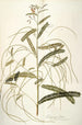 Aeschynomene bispinosa - Nikolaus Joseph Freiherr von Jacquin — Ansicht des Kunstwerks